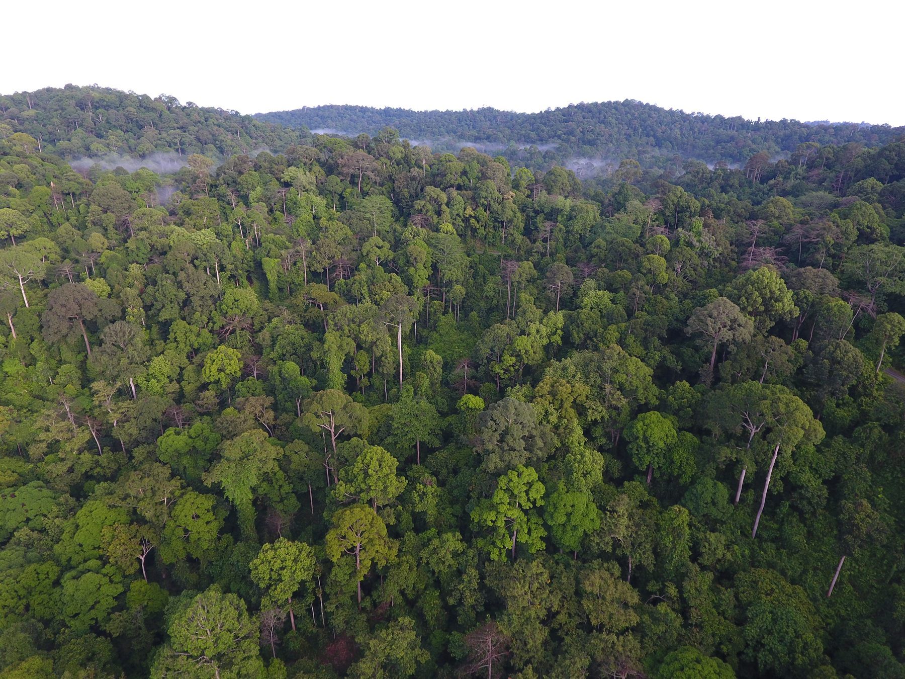 Aerial view of Deramakot's forest canopy with mist over the hills